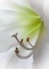 Expressionist Flowers  Lilly #2357